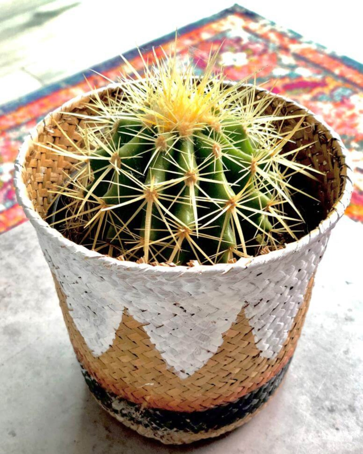 Echinocactus Grusonii (Golden Barrel Cactus)