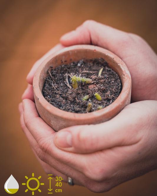 Echinocactus Grusonii (Golden Barrel Cactus)