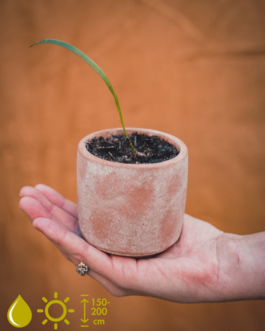 Phoenix Roebelenii (Dwarf date palm)