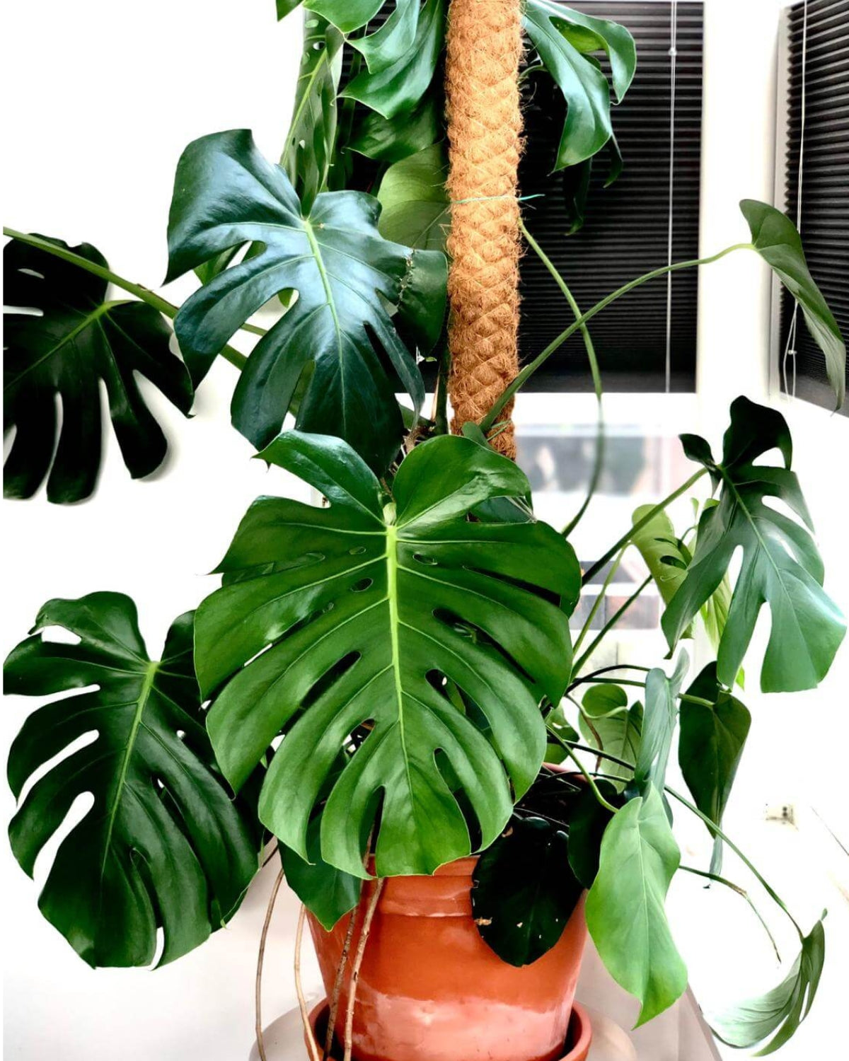 Monstera Deliciosa (Swiss cheese plant)