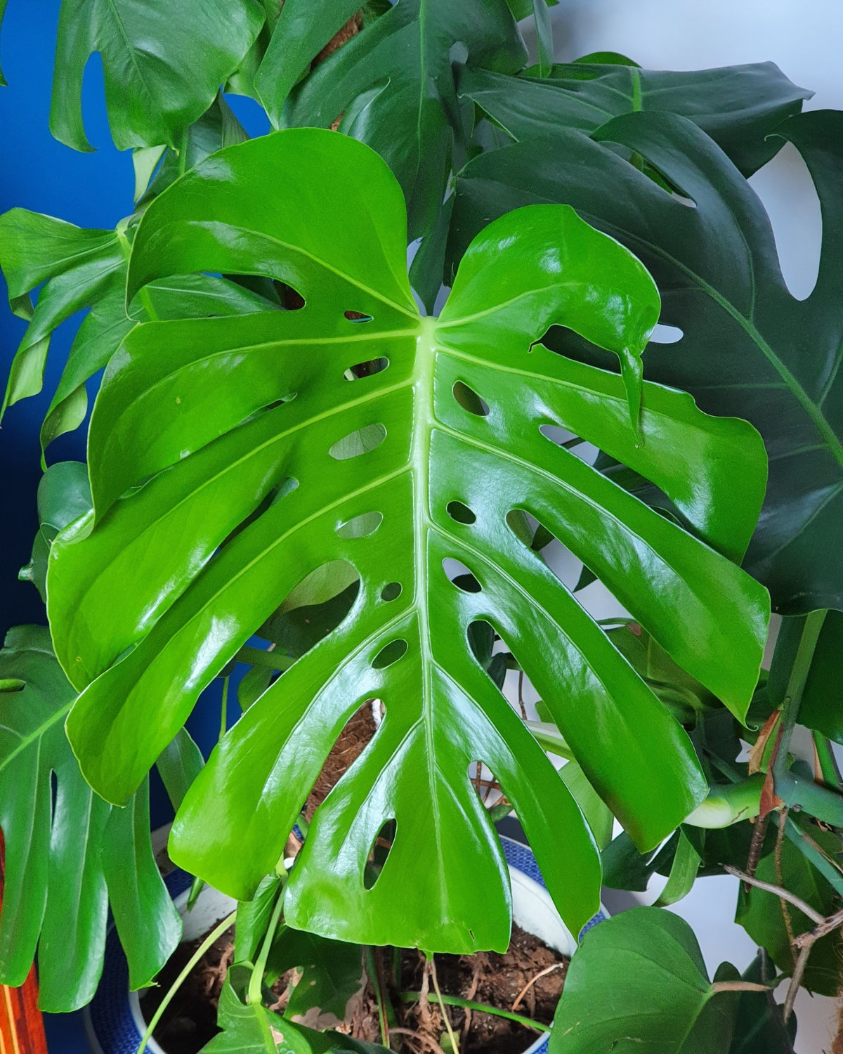 Monstera Deliciosa (Swiss cheese plant)