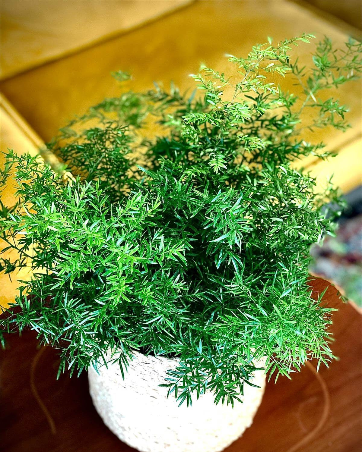 Asparagus Densiflorus Mazeppa (Foxtail Fern)