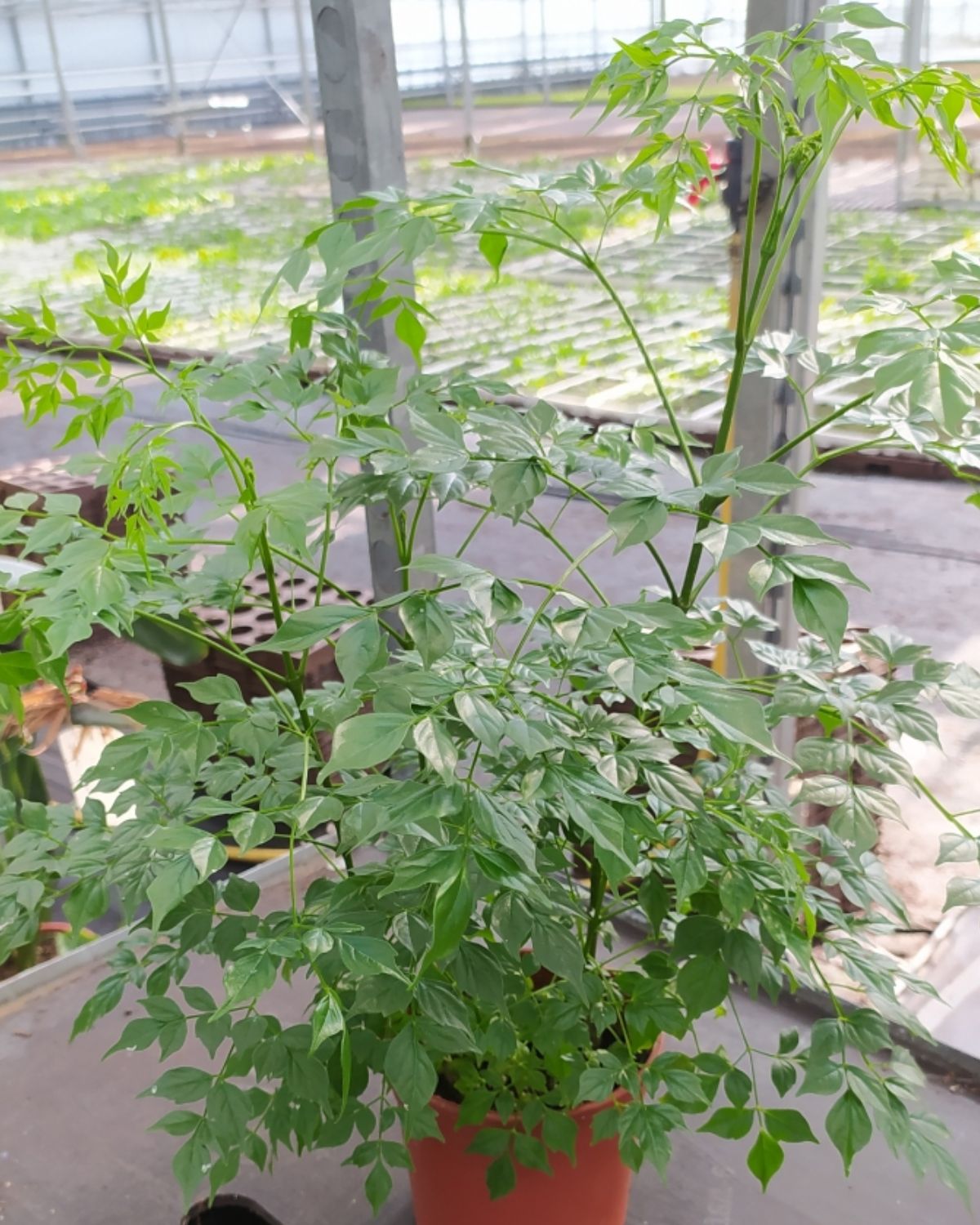 Radermachera Sinica (Serpent tree)