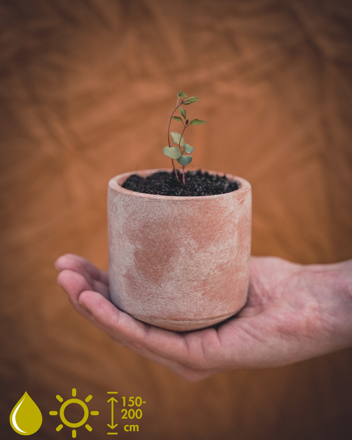 Eucalyptus Citriodora (Lemon Eucalyptus)
