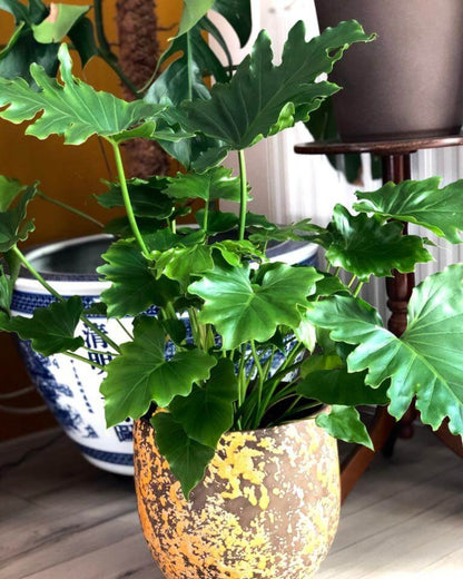 Philodendron Selloum