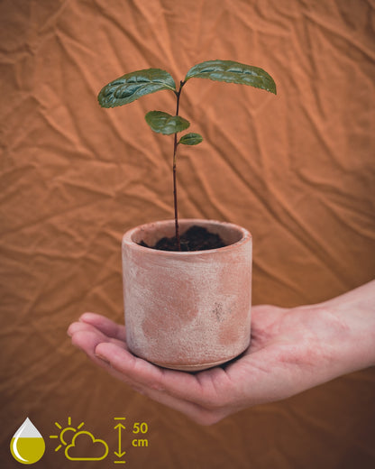 Camelia Sinensis (Tea Plant)