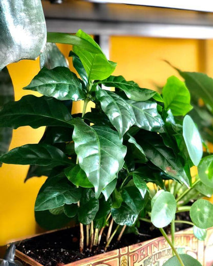 Coffea Arabica (Coffee plant)