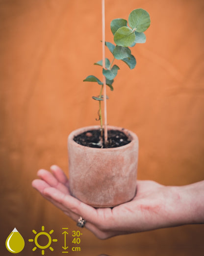 Eucalyptus Cinerea (Silver Dollar)