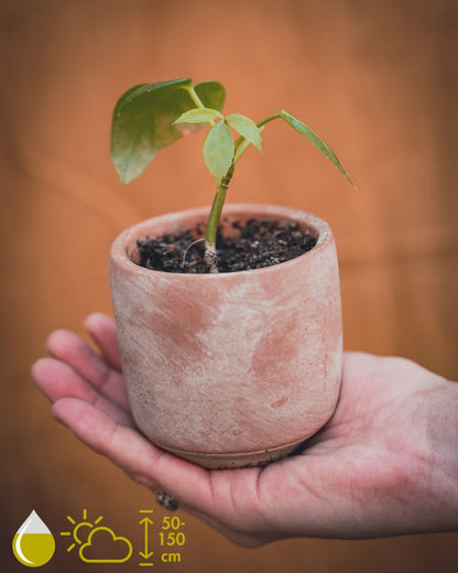 Schefflera Actinophylla (Australian umbrella tree)