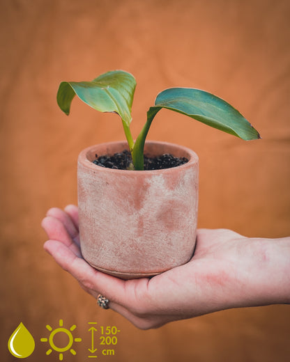 Strelitzia Nicolai (Paradijsvogelbloem)