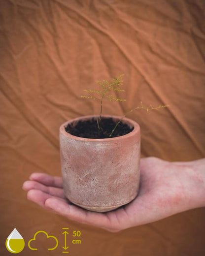 Asparagus Plumosus Nana (Asparagus fern)