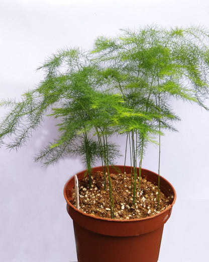 Asparagus Plumosus Nana (Asparagus fern)