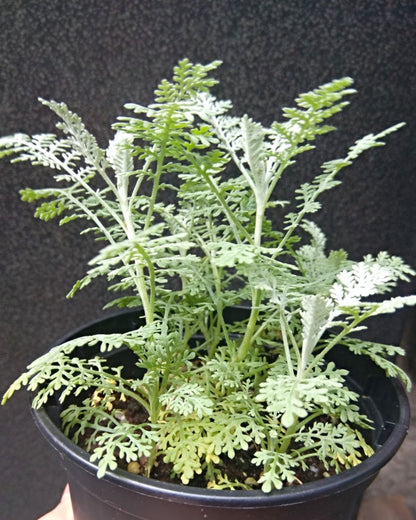 Tanacetum Ptarmiciflorum (Silver Lace Bush)