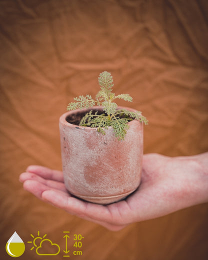 Tanacetum Ptarmiciflorum (Silver Lace Bush)